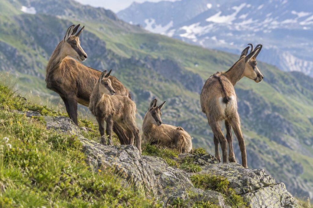 Chevrées de chamois en juillet