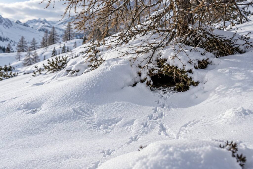Igloo d'hivernage et traces dans la poudreuse