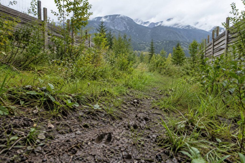 Passage à faune restaurant la connexion entre deux territoires : l'une de nos références en Haute-Savoie